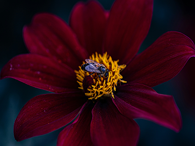 Bee on a flower
